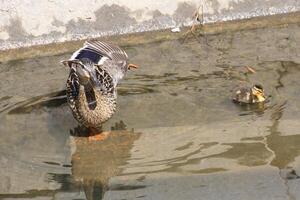 Stretching mother duck with her ducklings in water photo