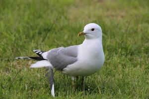 Common gull Larus canus with a loose feather photo
