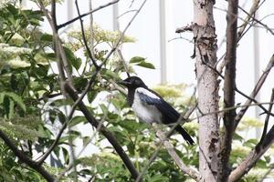 Young common magpie Pica pica sittinh in a tree photo