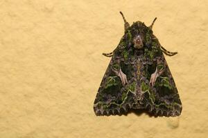 Orache Moth Trachea atriplicis sitting on the wall photo