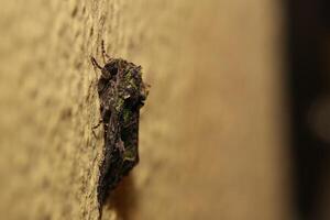 Orache Moth Trachea atriplicis sitting on the wall photo