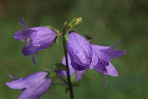 Flowering nettle leaved bellflower plant Campanula trachelium photo