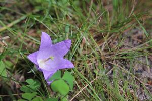 Flowering of the nettle leaved bellflower Campanula trachelium photo