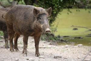 Wild boar Sus scrofa standing and watching photo