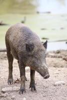 Wild boar Sus scrofa standing and looking down photo