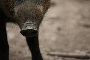 Close up of the snout of a wild boar Sus scrofa photo