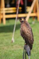 Harris hawk Parabuteo unicinctus sitting on a ring photo