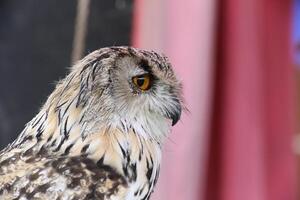 Portrait of western Siberian eagle-owl Bubo bubo sibiricus photo