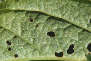 Leaf macro of the common figwort Scrophularia nodosa photo