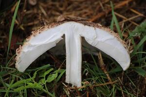 Cross section of parasol mushroom Macrolepiota procera photo