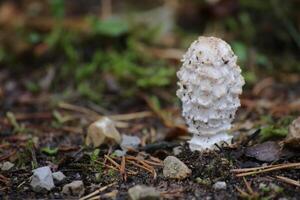 Side view of Coprinus comatus, the shaggy ink cap photo