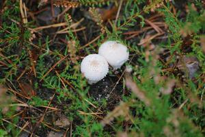 Two fruit bodies of Lycoperdon perlatum, popularly known as the common puffball photo