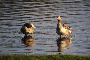 Greylag goose Anser anser couple standing in water photo