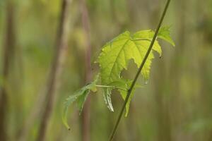 Leaf and stem of Sida hermaphrodita, known by the common name Virginia fanpetals photo