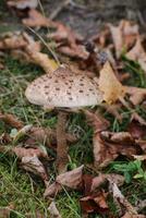 Great fruit body of parasol mushroom Macrolepiota procera photo