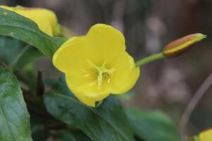 Blossom of Oenothera biennis common evening-primrose photo