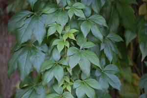 Parthenocissus vitacea, also known as thicket creeper photo