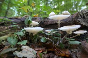 Oudemansiella mucida, the porcelain fungus in a close wide-angle shot photo