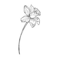 Minimalistic floral line drawing by hand. Decorative botanical elements, modern drawing in the form of botanical lines, floral tattoo design. isolated illustration vector
