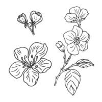Linear drawings with flowering branches and flowers. Botanical hand-drawn graphic sketch for postcards, invitations, tattoos, labels, stickers, logos vector