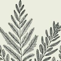 Xmas Fir Branches, Coniferous Tree, Linear Pine Cones, Pine vector