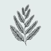 Fir Branches, Coniferous Tree, Linear Pine Cones, Pine, New Year, Christmas vector