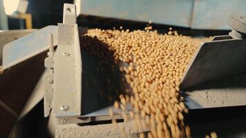 Industrial processing of soybeans. Cleaning for further storage of soybeans. video