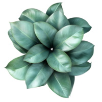 a cluster of rubber plant leaves, overlapping and twisting, forming an organic shape with vibrant green hues and veins, set against a textured backdrop, transparent background png
