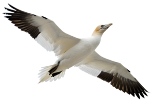 Front view, Seabird with a predominantly white body and black-tipped wings, found in coastal areas, is spreading its wings and flying, isolated on a transparent background png