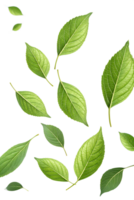 illustration style of Flat, Green leaves are floating in the air., isolated on a transparent background png