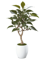 Ficus , Ficus benjamina Indoor tree with glossy, elongated leaves, potted in a modern ceramic container, adding a touch of elegance png
