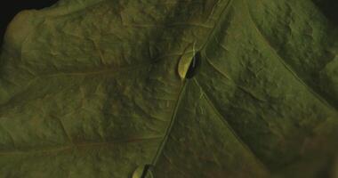 A close up of a leaf with a black background video