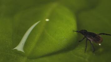 A tick on a leaf with a drop of water video