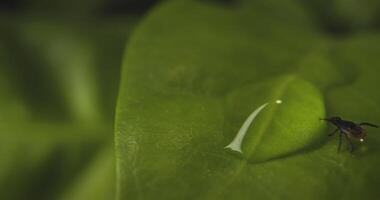 A bug on a leaf with a drop of water video