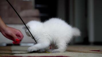 Kitten Playing With Toy. Small cat playing with feather toy video