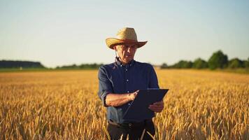 Agronomist inspecting wheat field. Farmer in field examining wheat crop video