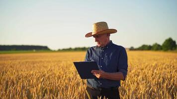 Farmer in field examining wheat crop. Portrait of rarmer checking wheat field progress video