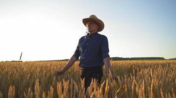 Farmer working in field. Farmer walking through field checking wheat crop video