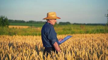 Agronomist in golden wheat field. Portrait of farmer checking wheat field progress video