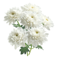Chrysanthemum Flowers on Transparent Background png