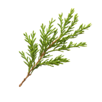 Branch of Evergreen Tree png
