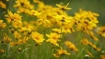 Yellow flowers background. Field of blooming yellow flowers on background video