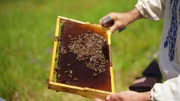 Opening beehive at the apiary. Beekeeper keeps a honey cell with bees in his hands video