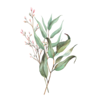 Eucalyptus seeded plant, laurel branch and twig with pink rose buds or little flowers. Botanical Watercolor arrangement, hand drawn illustration for invitation, greeting card isolated from background png