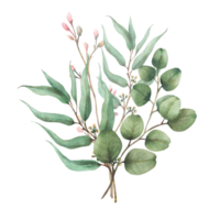 Eucalyptus seeded, silver dollar tree plant. Laurel branch and twig with pink buds and flowers. Botanical Watercolor arrangement, hand drawn illustration for greeting card isolated from background png