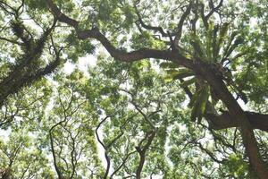 Frog eye view of old Samanea saman trees with moss and fern, a species of flowering tree in the pea family, Fabaceae, also known as saman, rain tree and monkeypod. photo