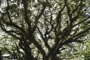 Low angle view of mossy Samanea saman trees, a species of flowering tree in the pea family, Fabaceae, also known as saman, rain tree and monkeypod. photo