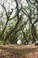 A pathway like a tunnel with old mossy Samanea saman trees, a species of flowering tree in the pea family, Fabaceae, also known as saman, rain tree and monkeypod. photo