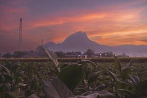 A tobacco field with a mountain in the background and a reddish sky before dawn. Sunrise with colorful sky over a mountain. photo
