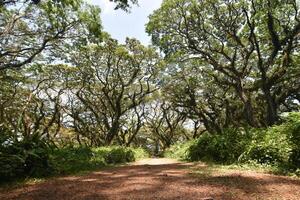 A pathway with Samanea saman trees, a species of flowering tree in the pea family, Fabaceae, also known as saman, rain tree and monkeypod. photo